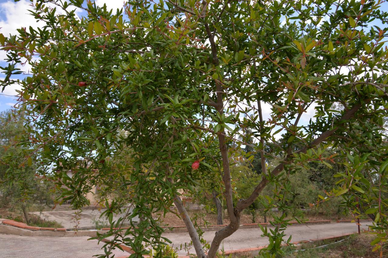 B&B Lara Santola Corato Exterior foto